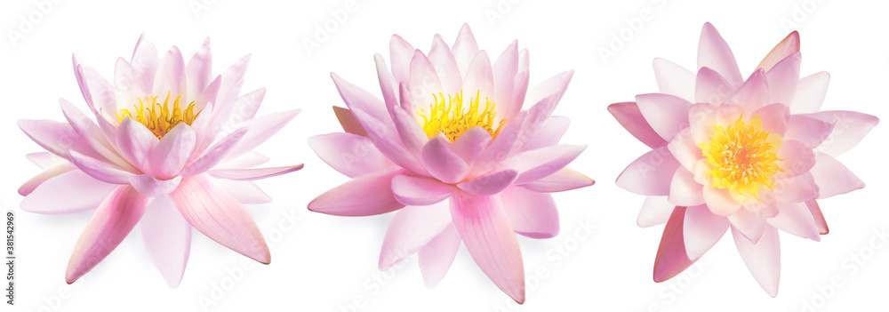 Set of beautiful lotus flowers on white background. Banner design Set of beautiful lotus flowers on white background. Banner design