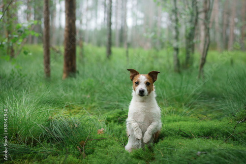 Fototapeta Naklejka Na Ścianę i Meble -  dog lies on emerald moss in the forest. Jack Russell Terrier in nature. 