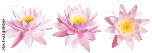Set of beautiful lotus flowers on white background. Banner design