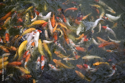 Fancy Carp swimming in the pond, Fancy Carp are golden.