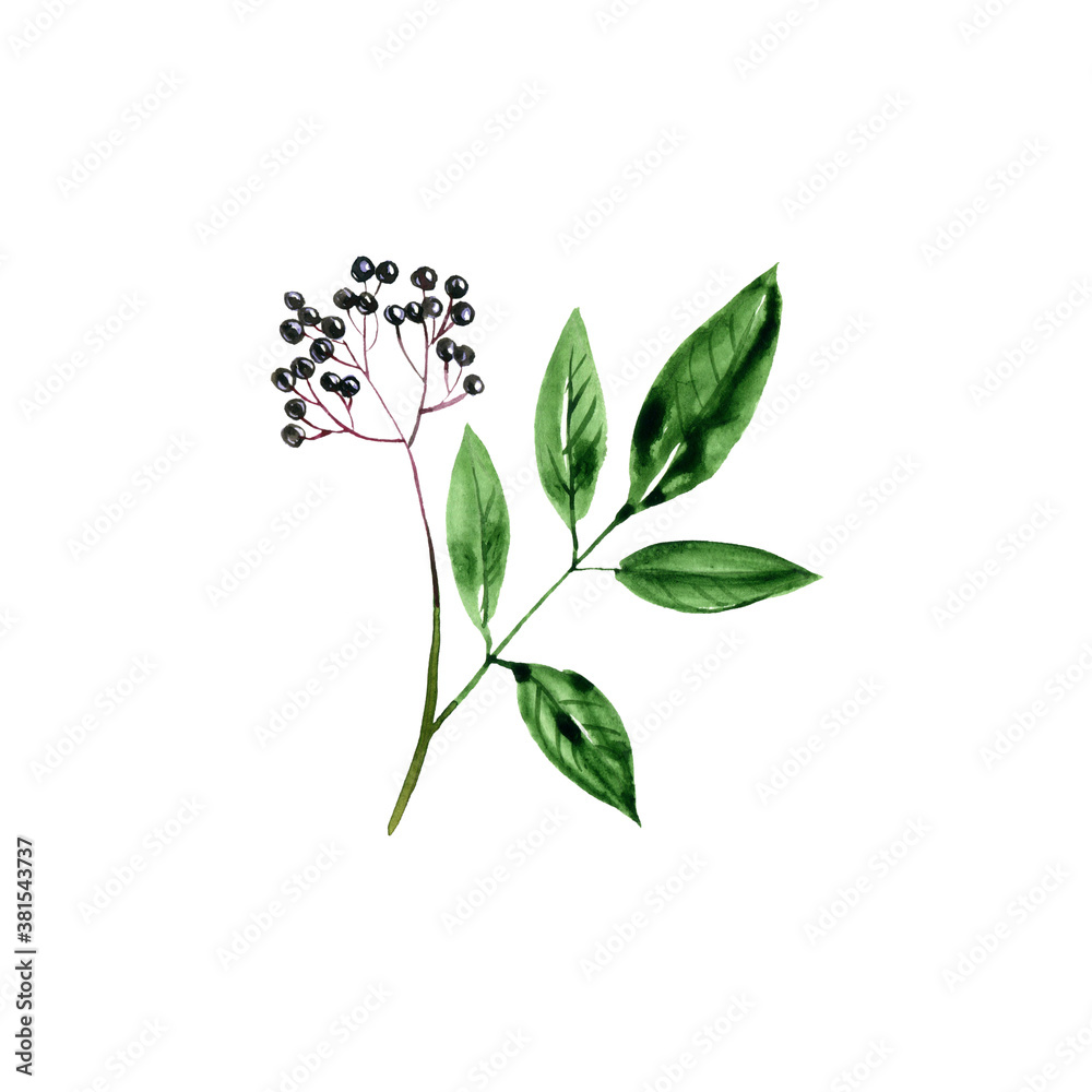 Fototapeta premium watercolor drawing elderberry