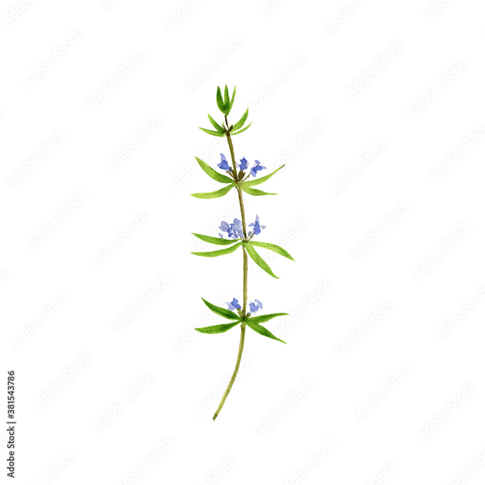 Naklejka premium watercolor drawing summer savory