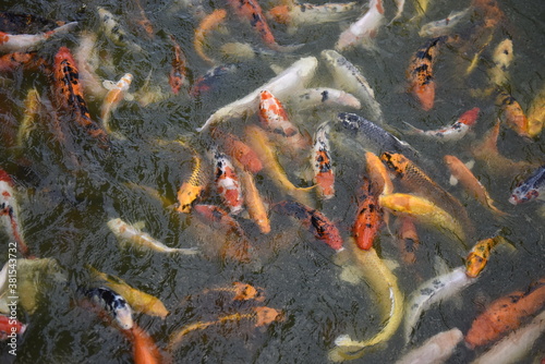 Fancy Carp swimming in the pond, Fancy Carp are golden. © rnophoto