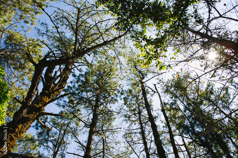 The uprisen angle of pine tree in the forest
