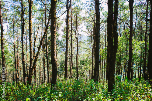Fototapeta Naklejka Na Ścianę i Meble -  Natutal green forest, pine forest tree