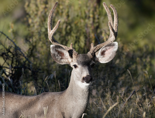 A mule deer buck with a full rack looks at the camera in the afternoon light. The velvet is still on his antlers.