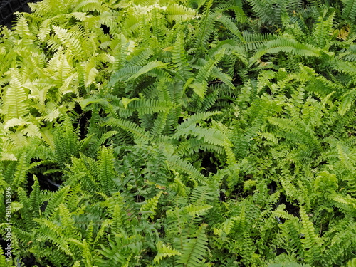 view of many Fern plant green leaves texture background.