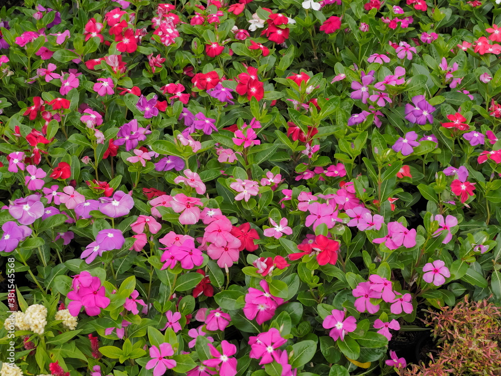 view of many Madagascar periwinkle flowers (Catharanthus roseus) blossom with multi colored texture background, commonly known as bright eyes, Cape periwinkle, graveyard plant, old maid, pink periwink
