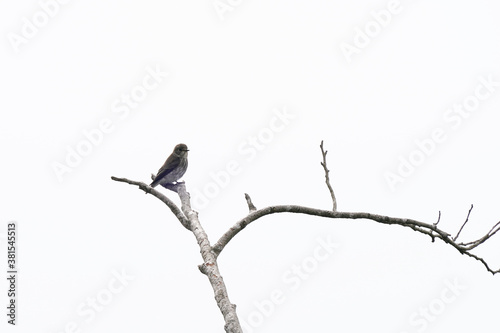 grey streaked flycatcher in flight © Matthewadobe