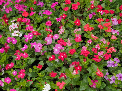 view of many Madagascar periwinkle flowers (Catharanthus roseus) blossom with multi colored texture background, commonly known as bright eyes, Cape periwinkle, graveyard plant, old maid, pink periwink