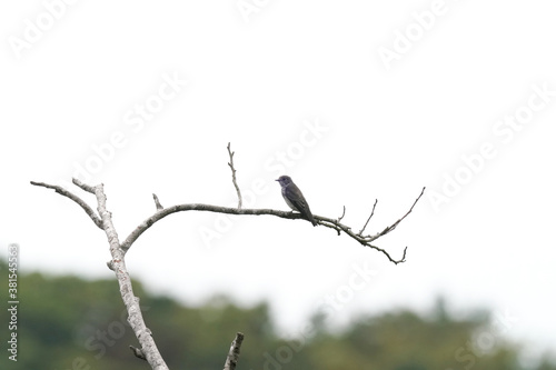 grey streaked flycatcher in flight