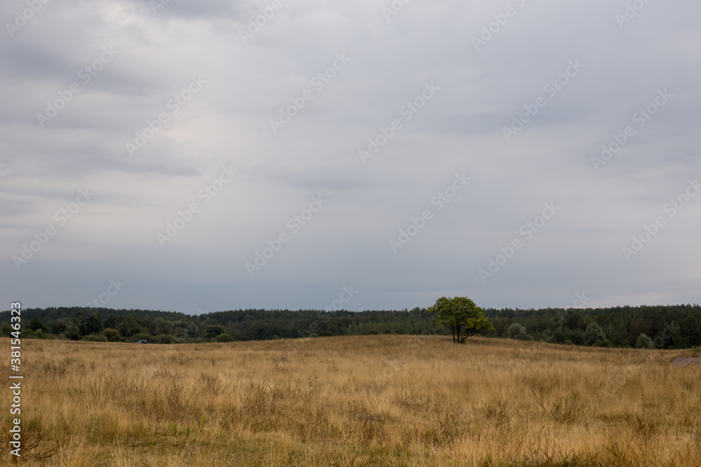 Lonely tree against the background of the autumn sky