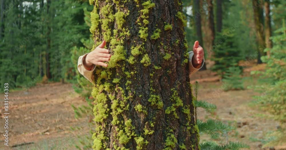 Nature lover on sunny autumn day. Environmentalist is hugging tree in forest and loving nature. Hands of adult female environmental activist are wrapped around tree trunk in woods. Slow motion nature