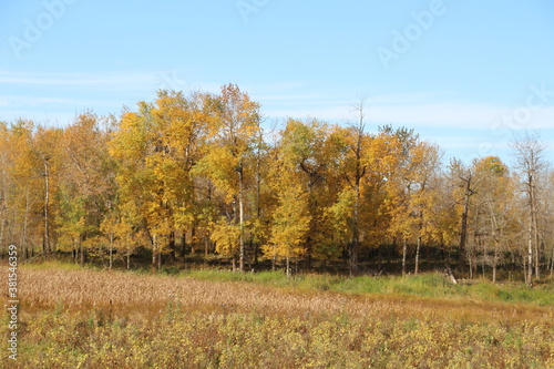 Colours Coming In The Trees, Elk Island National Park, Alberta
