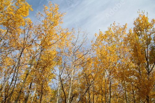 Autumns Forest Above Us, Elk Island National Park, Alberta