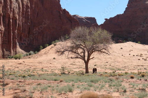 red rock canyon
