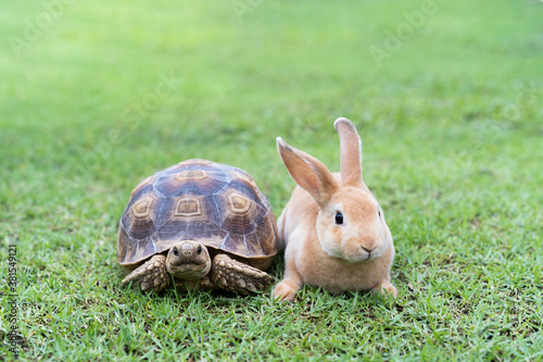 the rabbit and turtle tales.