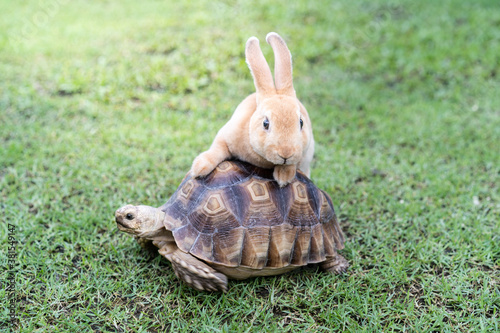 the rabbit and turtle tales.
