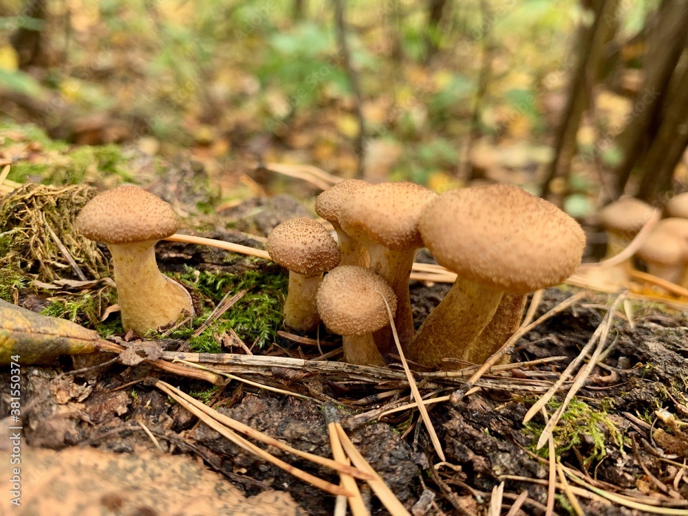 Edible mushrooms in the autumn beautiful forest grow on hemp Rich harvest Edible mushrooms in the autumn beautiful forest grow on hemp Rich harvest