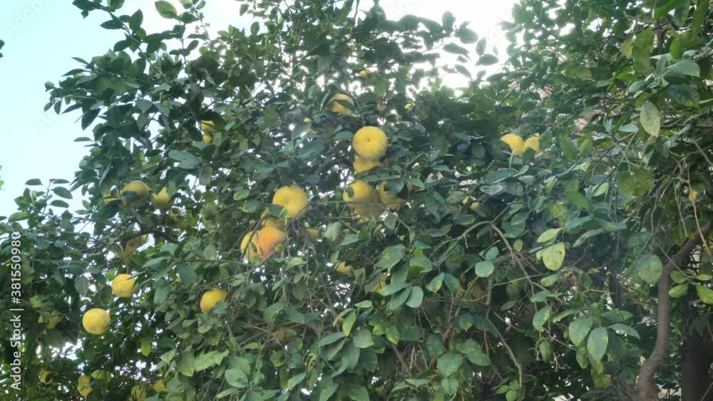 Pamela or pomelo fruits (Citrus maxima, Citrus grandis) on the tree on green foliage background. 4K Pamela or pomelo fruits (Citrus maxima, Citrus grandis) on the tree on green foliage background. 4K
