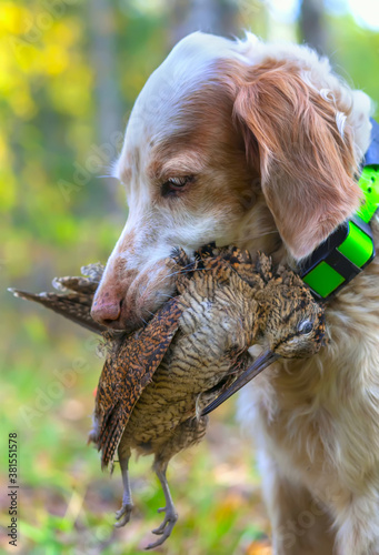 Fototapeta Hunting for a woodcock with the English setter