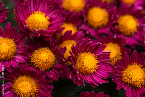 Purple chrysanthemums with a yellow center close-up on a blurred background of the garden. Autumn flower background. Colorful design. Flowers in selective focus. © Anna Pismenskova