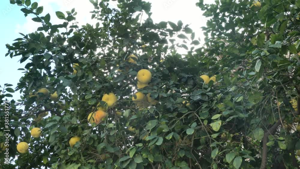Pamela or pomelo fruits (Citrus maxima, Citrus grandis) on the tree on green foliage background. 4K Pamela or pomelo fruits (Citrus maxima, Citrus grandis) on the tree on green foliage background. 4K