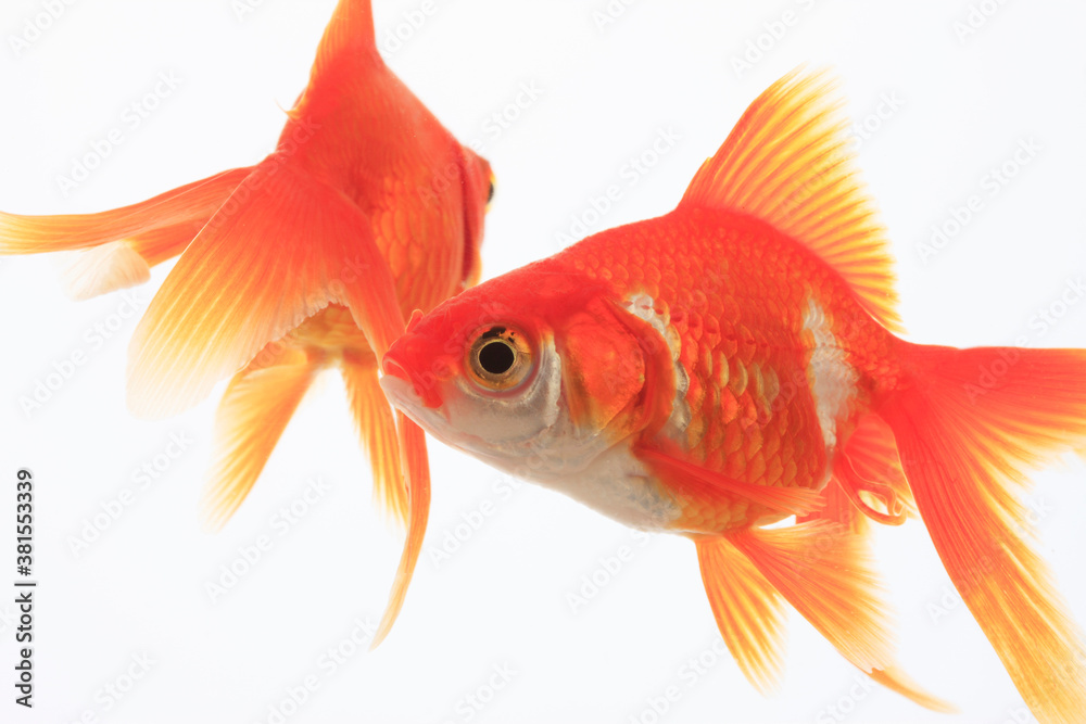 Fototapeta premium 金魚