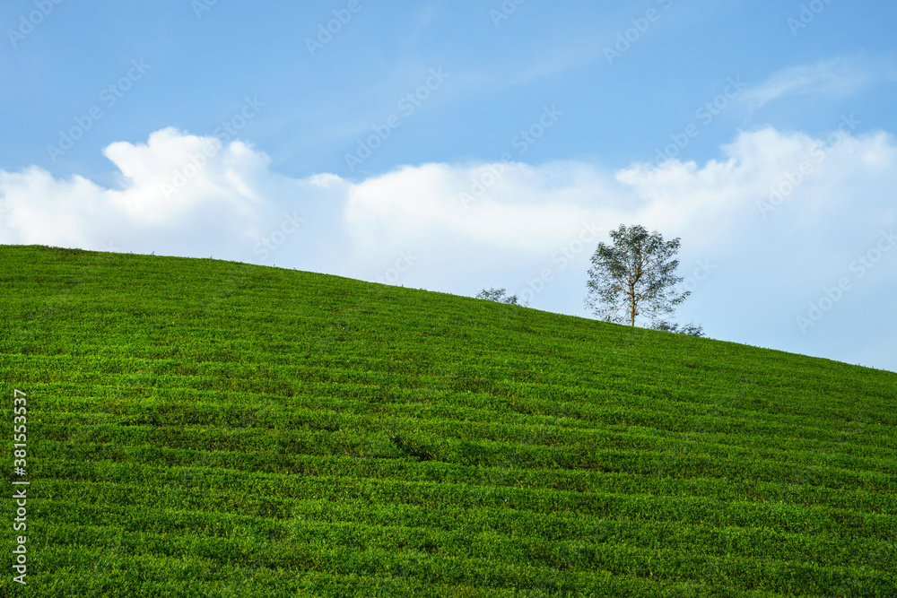 Green tea plantation hills with blue sky on background Green tea plantation hills with blue sky on background