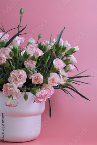 Pink Flowers on Pink Background   Pink Mini Carnation Flowers  Spray Carnation   in a White Flower Pot  Pink Background