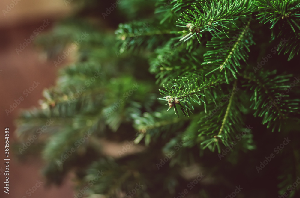 Christmas tree on the blurred background close up