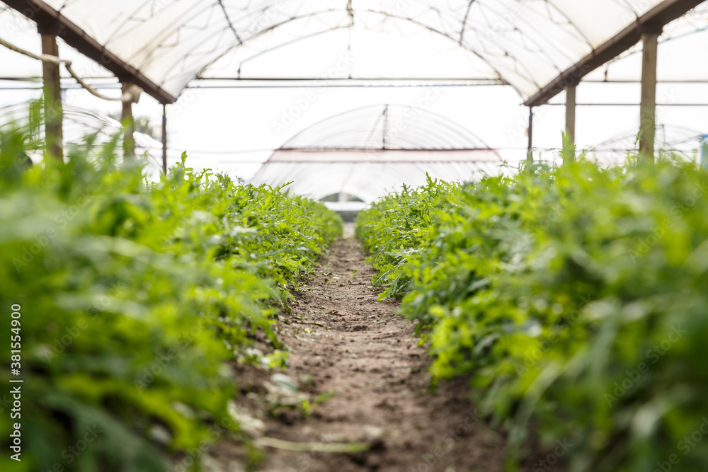 Arugula growing in a soil in a greenhouse.
