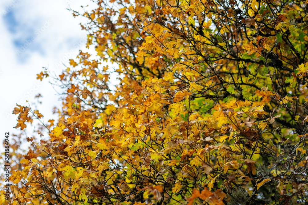 autumn leaves background