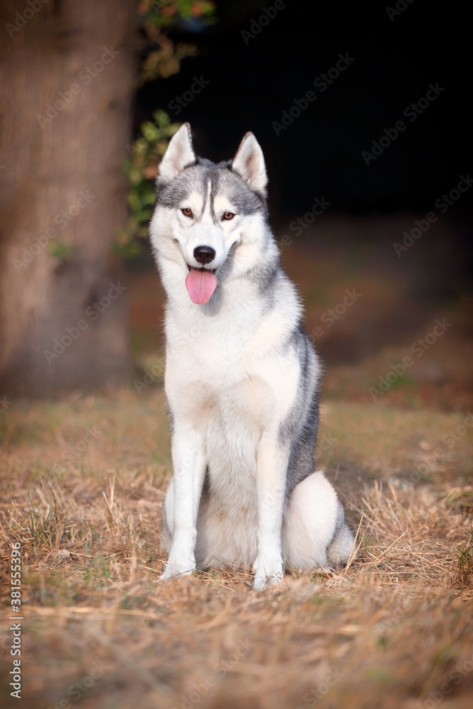 A young Siberian Husky female is sitting at the park. She has amber eyes and blue & white fur; the sun shines on her. Dried grass is around the dog, and a big tree trunk is in the background..