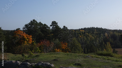 autumn in the forest