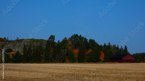 autumn landscape with trees