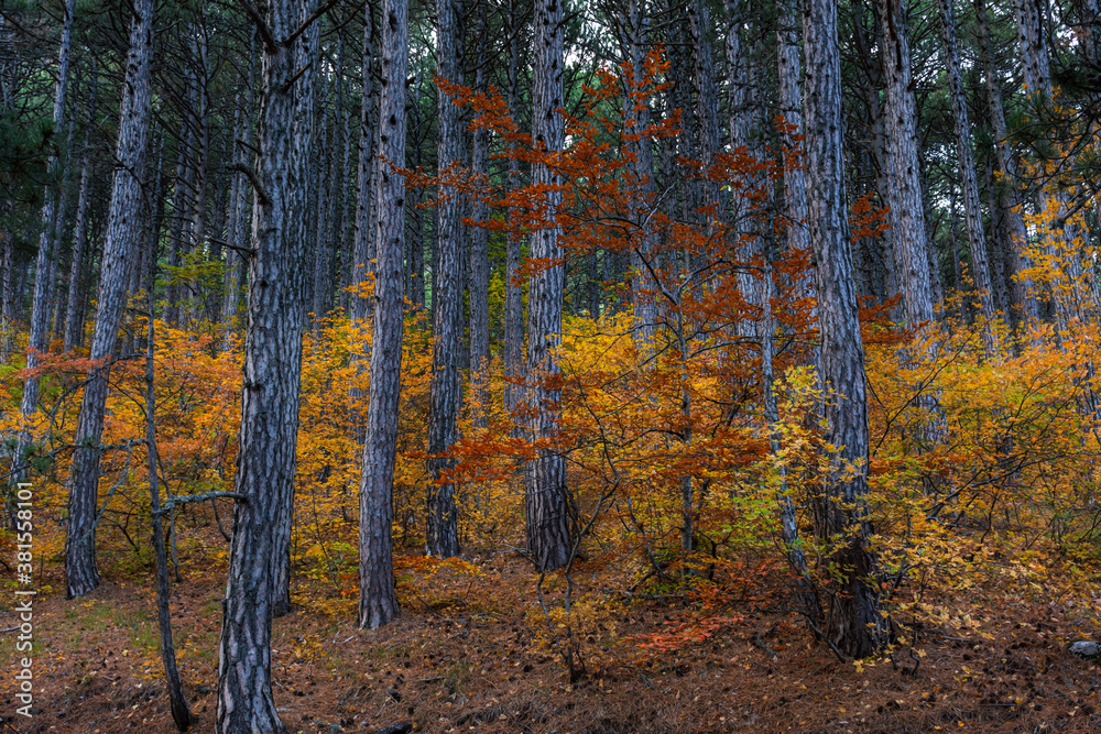 Autumn mixed forest. Forest of deciduous and pine trees. Yellow, orange, green, red shades of foliage. Dense impenetrable forest. Tall tree trunks. Autumn natural background.