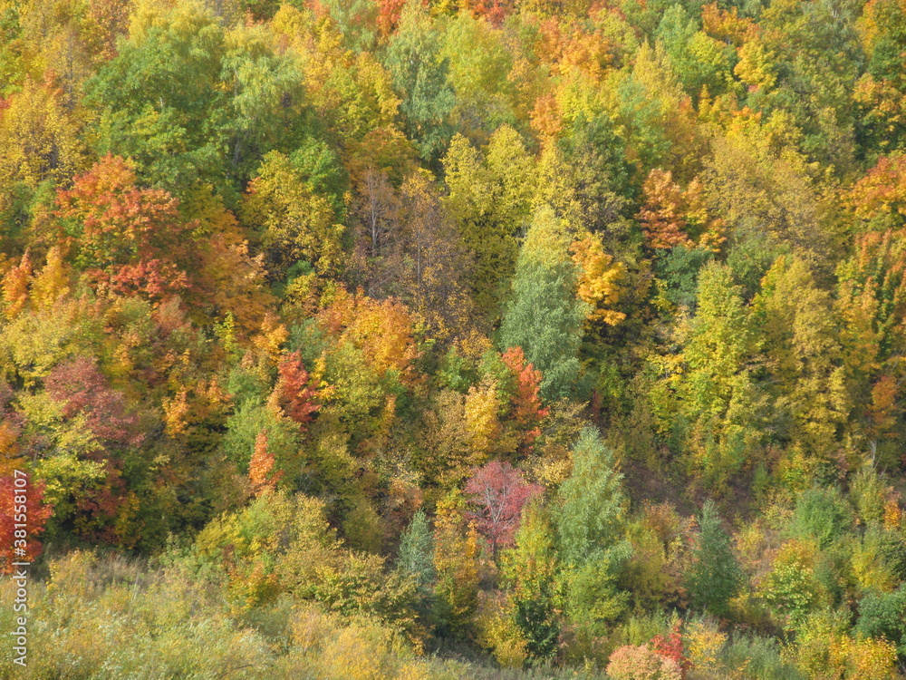 autumn deciduous forest with yellow, red and green leaves, standing solid wall