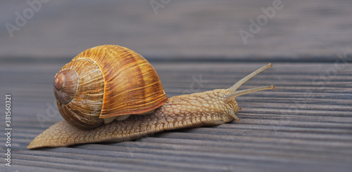 Snail
