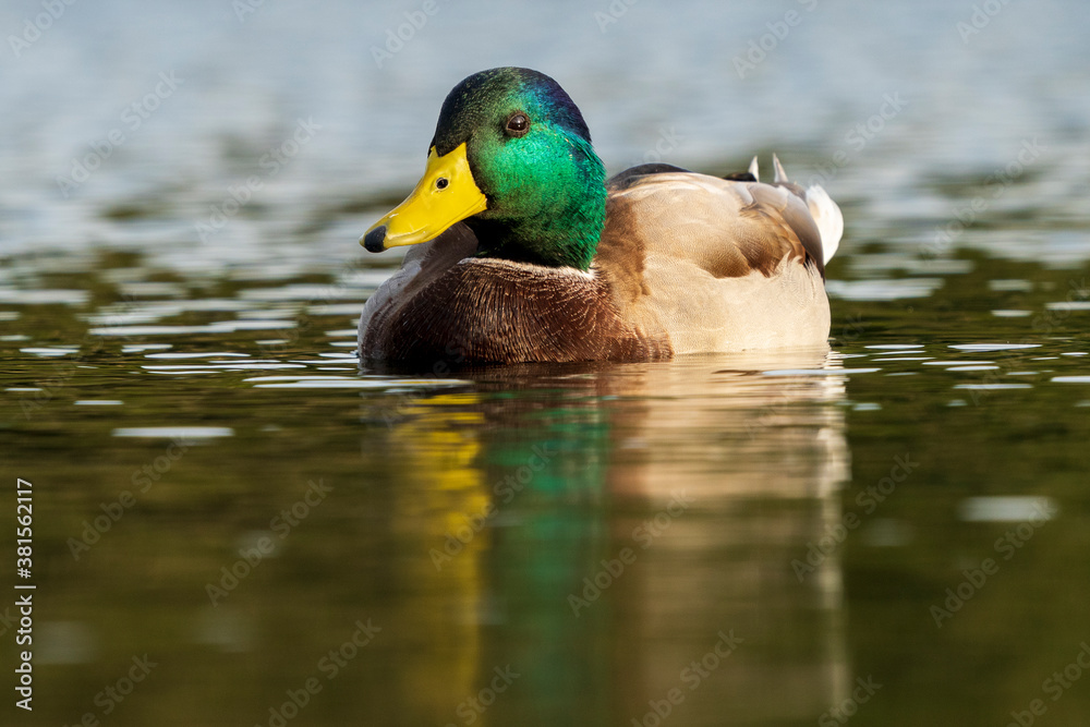 Mallard Anas platyrhynchos Costa Ballena Cadiz Mallard Anas platyrhynchos Costa Ballena Cadiz