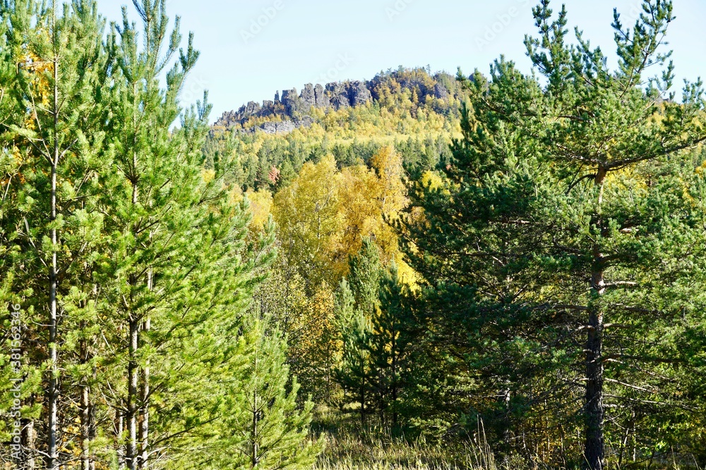 Fototapeta premium Autumnal Park. Autumn Trees and Leaves. Fall. Golden green orange leaves.