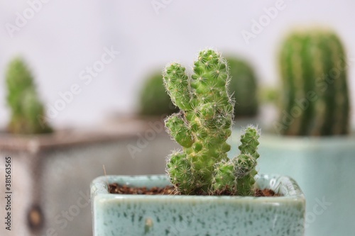 Verity of cactus background. Lemon ball cactus or oreocereus celsianus, star or barrel and corncob cactus. along with Copy space. Closeup shot.