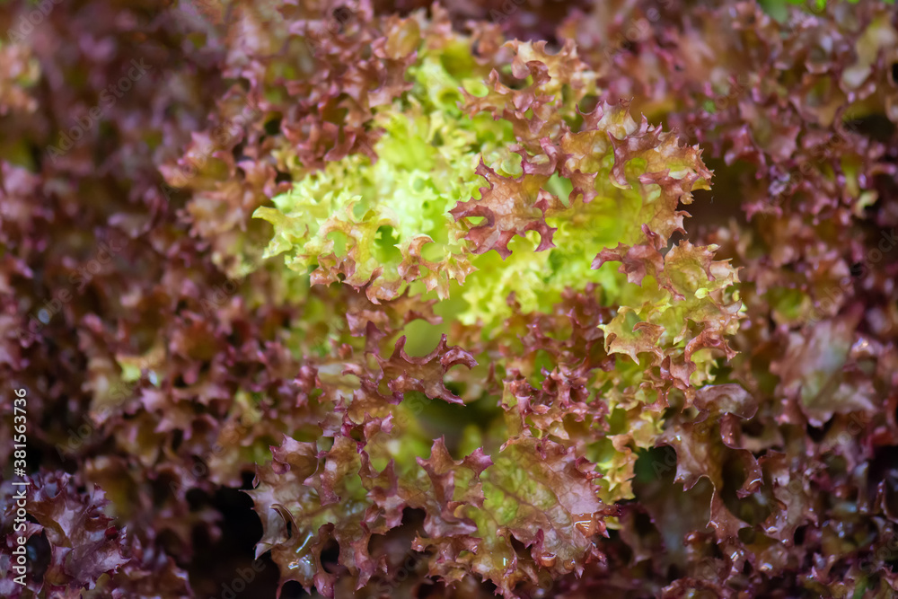 Fresh organic green oak lettuce vegetable plant farm Fresh organic green oak lettuce vegetable plant farm