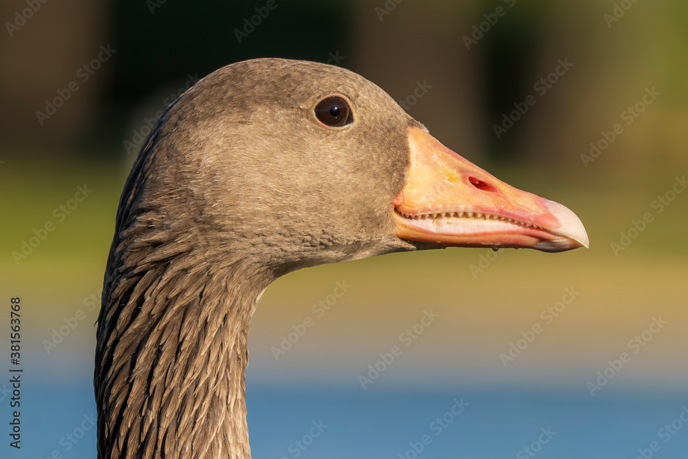 Graylag Goose Anser anser Costa Ballena Cadiz Graylag Goose Anser anser Costa Ballena Cadiz