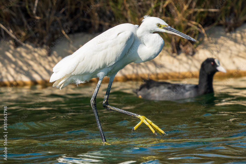 Little Egret Egretta garzetta Costa Ballena Cadiz