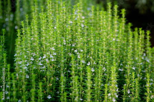 Many small green leaves and white flowers of Hyssopus officinalis plant, known as hyssop, in sunny summer garden, beautiful outdoor monochrome background .