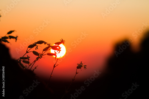 Flowers on the background of sunset
