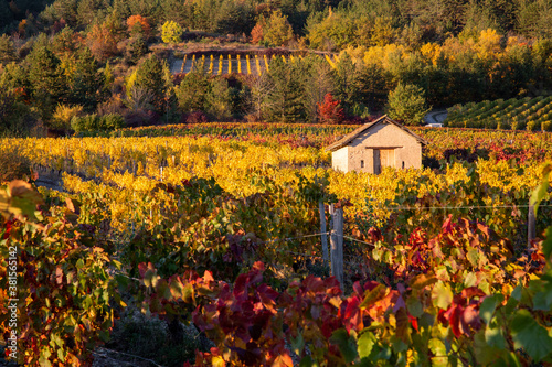 Vignoble de Châtillon-en-Diois