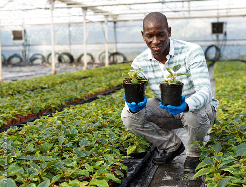 Skilled florist man engaged in cultivation of plants of Euphorbia pulcherrima (poinsettia) in greenhouse