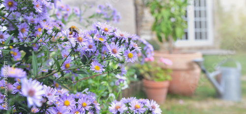 bush of aster flowers blooming  in the garden of a rural house photo